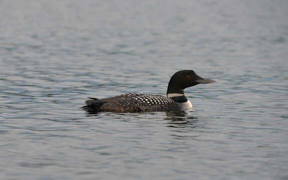 Image of loons