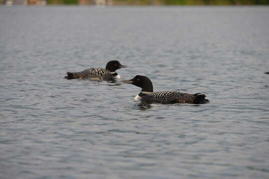 Image of loons