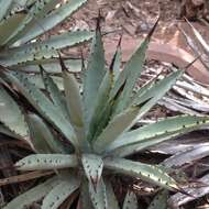 Agave macroacantha Zucc. resmi