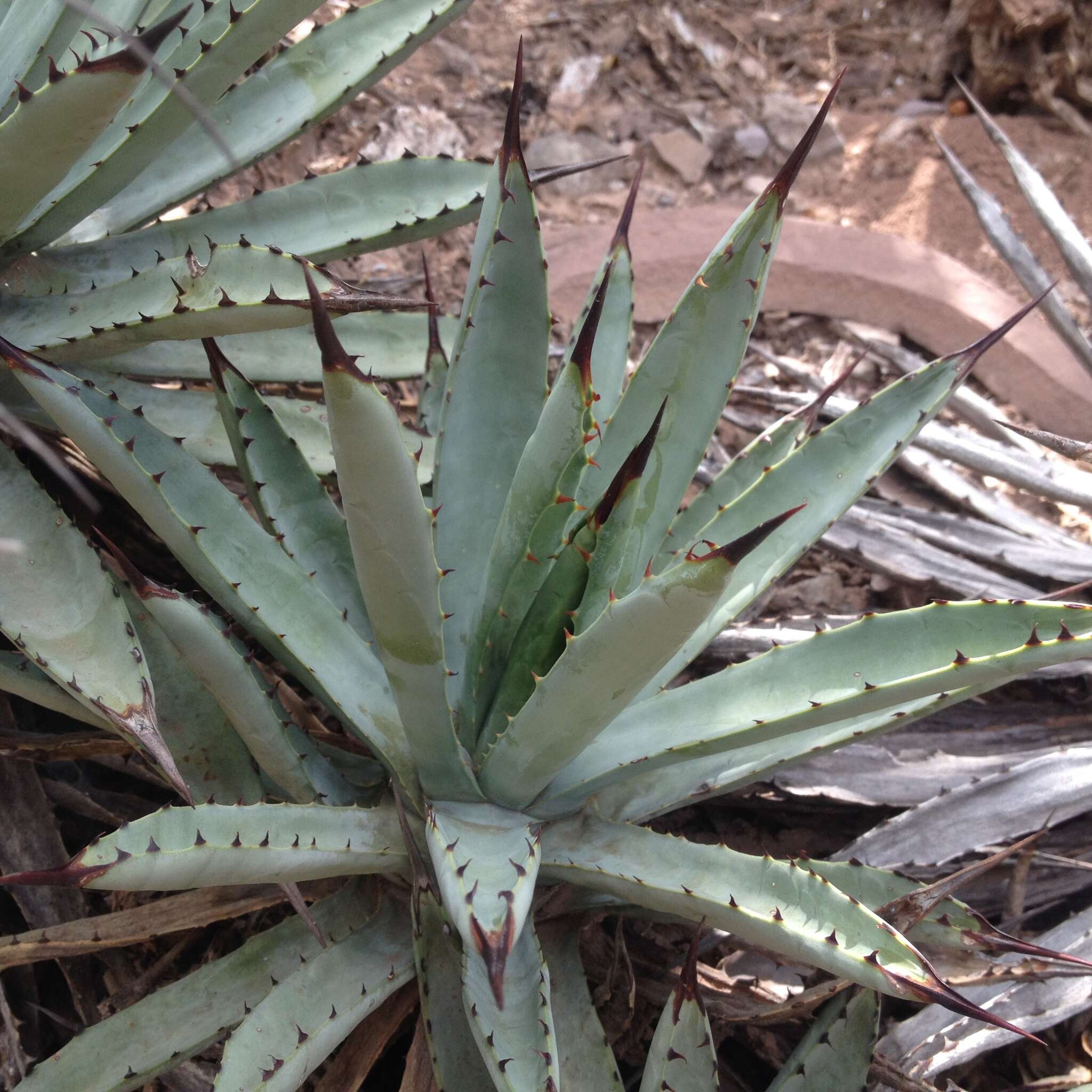 Image of Agave macroacantha Zucc.