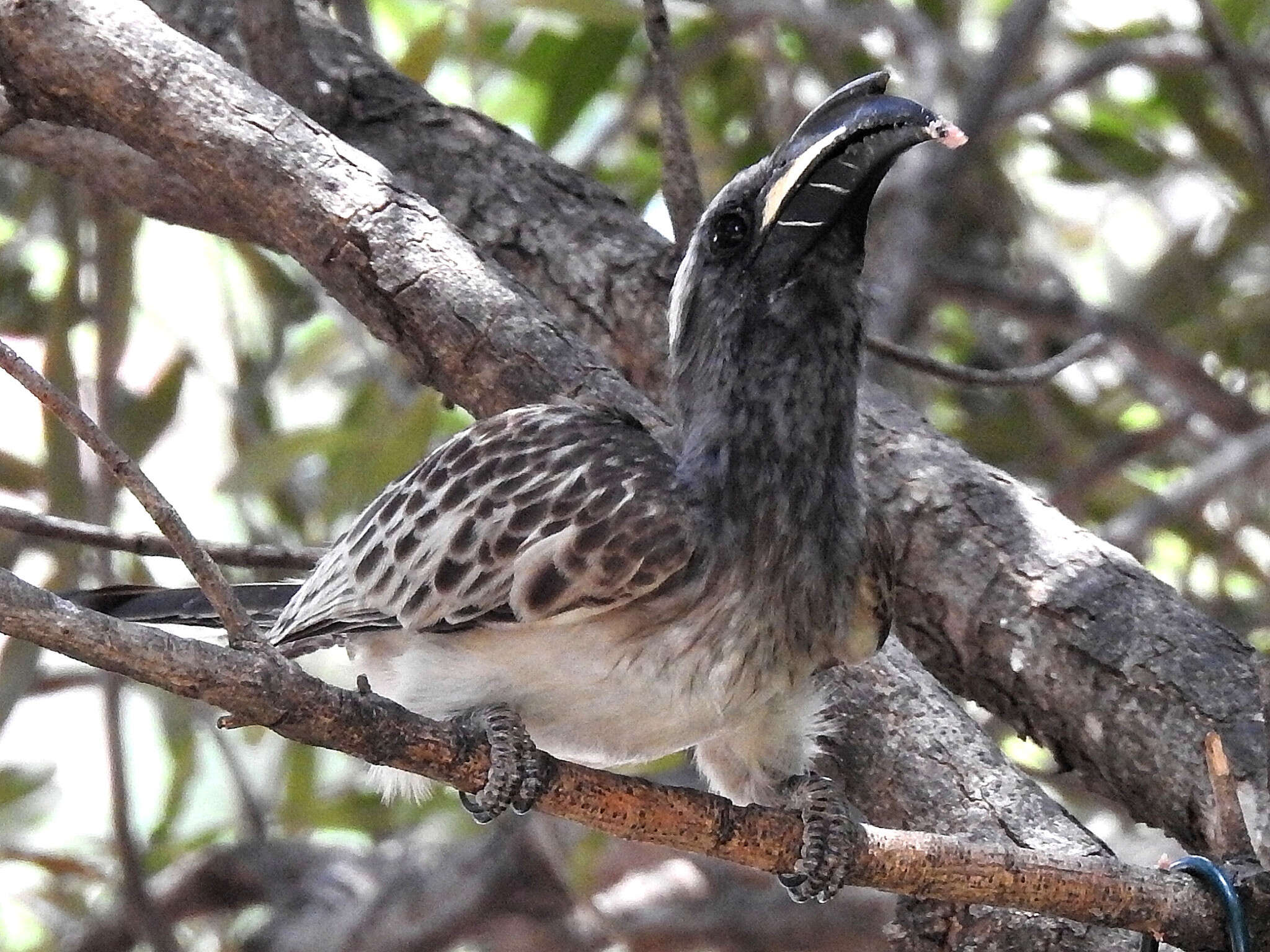 Image of Lophoceros nasutus epirhinus (Sundevall 1850)