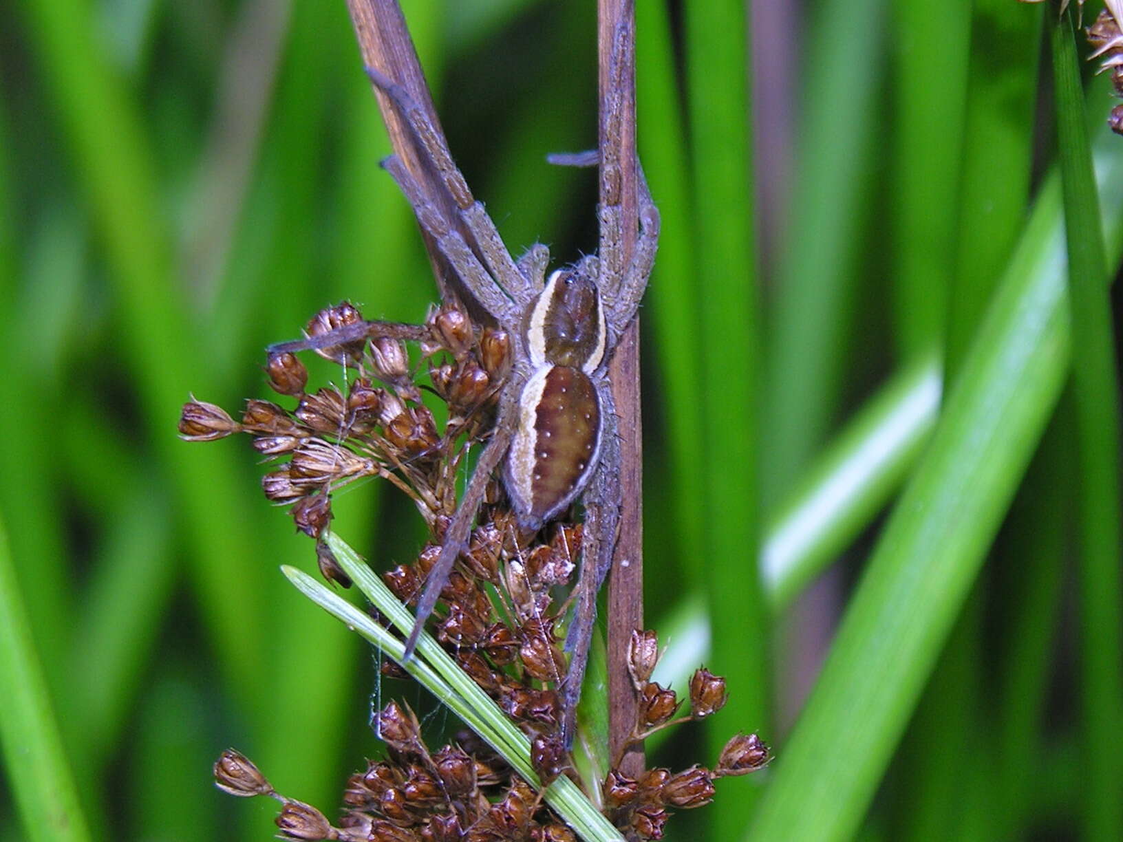 Image of Raft spider