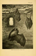 Image of Lesser Horseshoe Bat