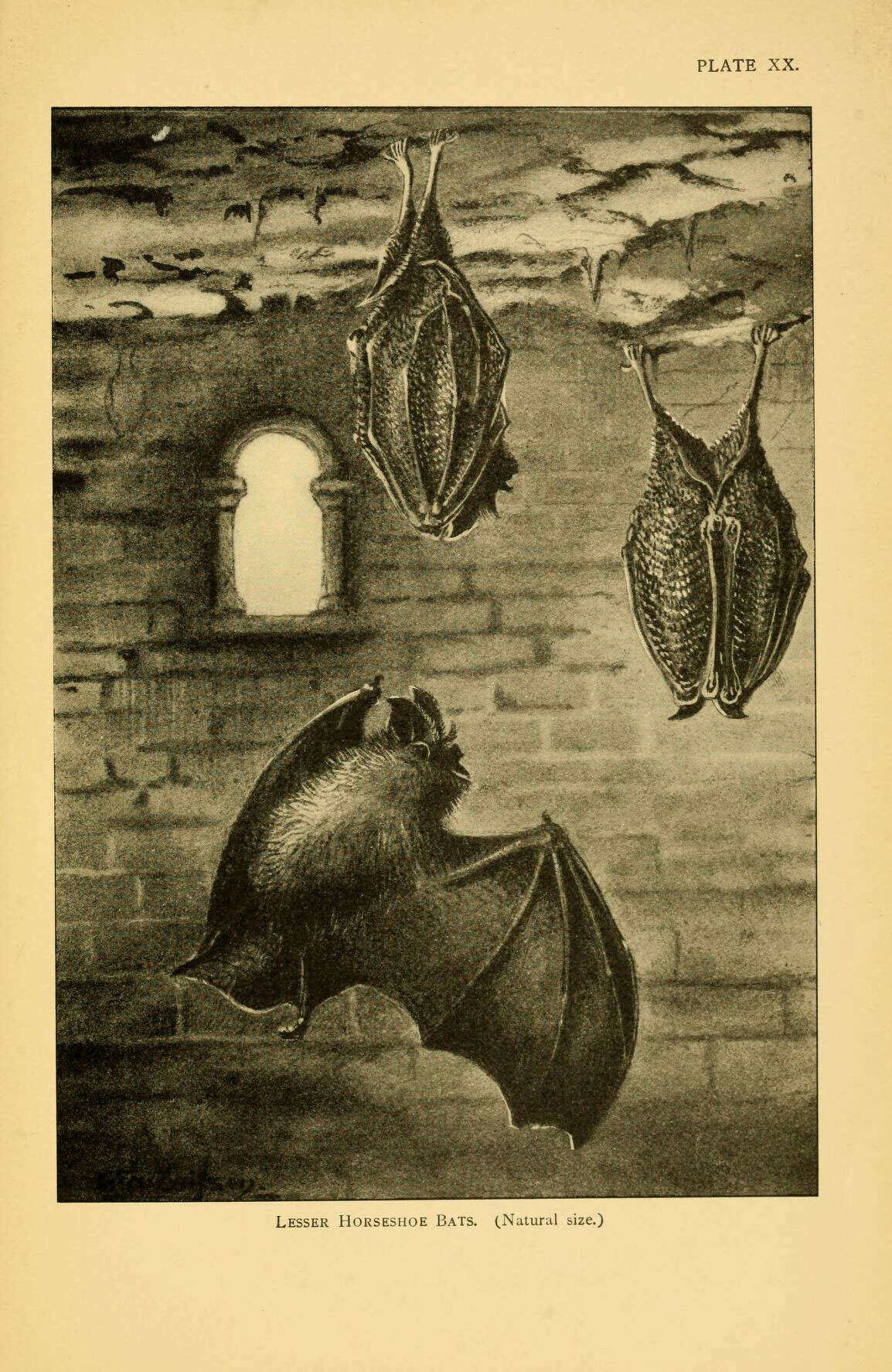 Image of Lesser Horseshoe Bat