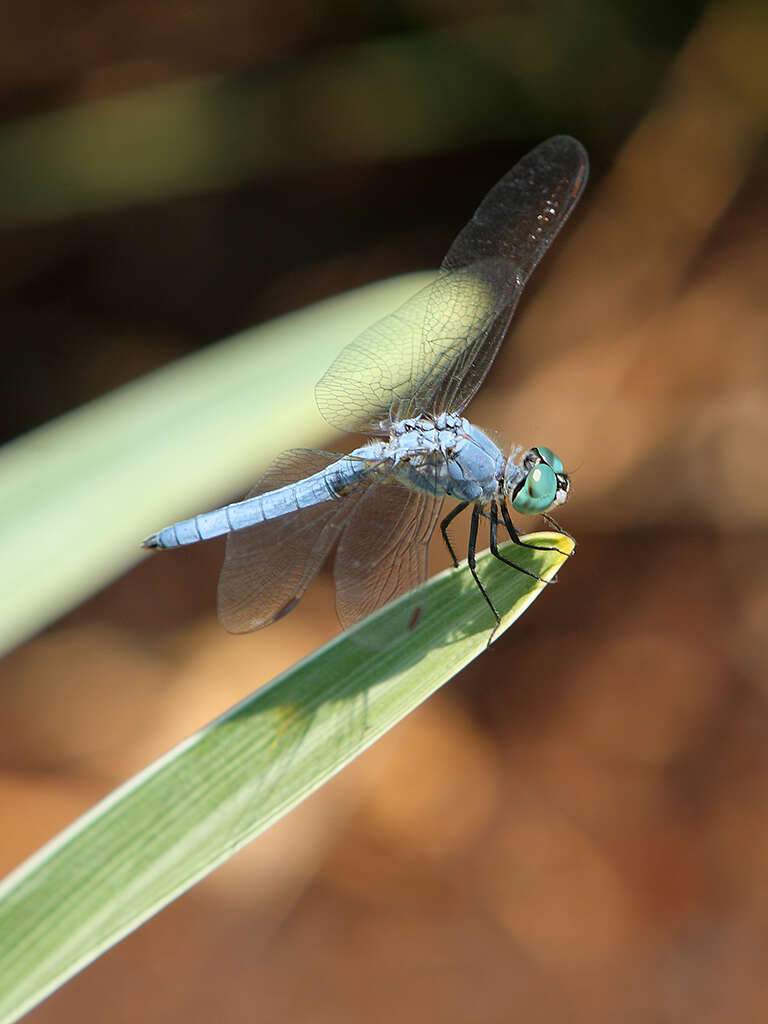 Image of Blue Dasher