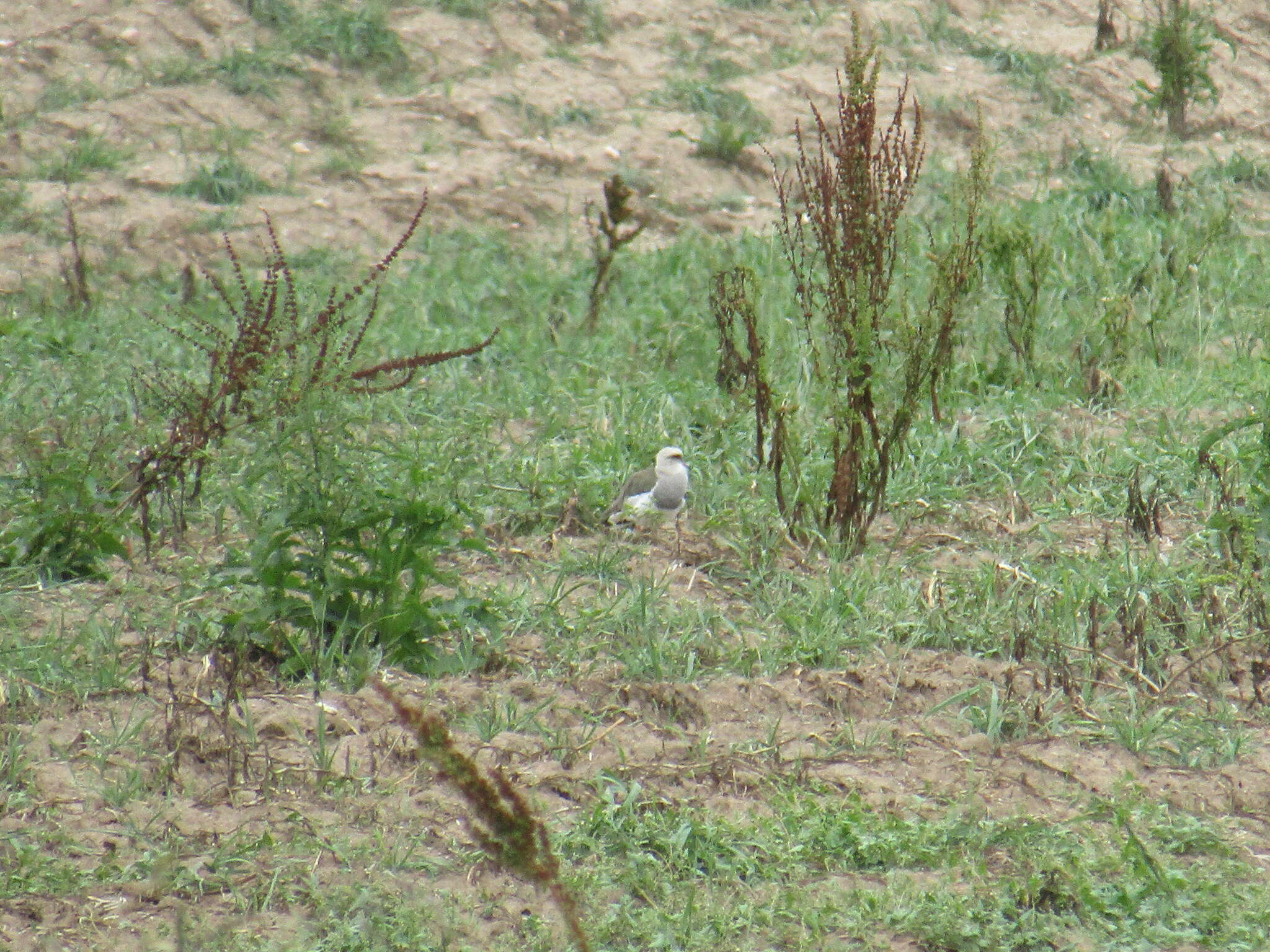 Image of Andean Lapwing