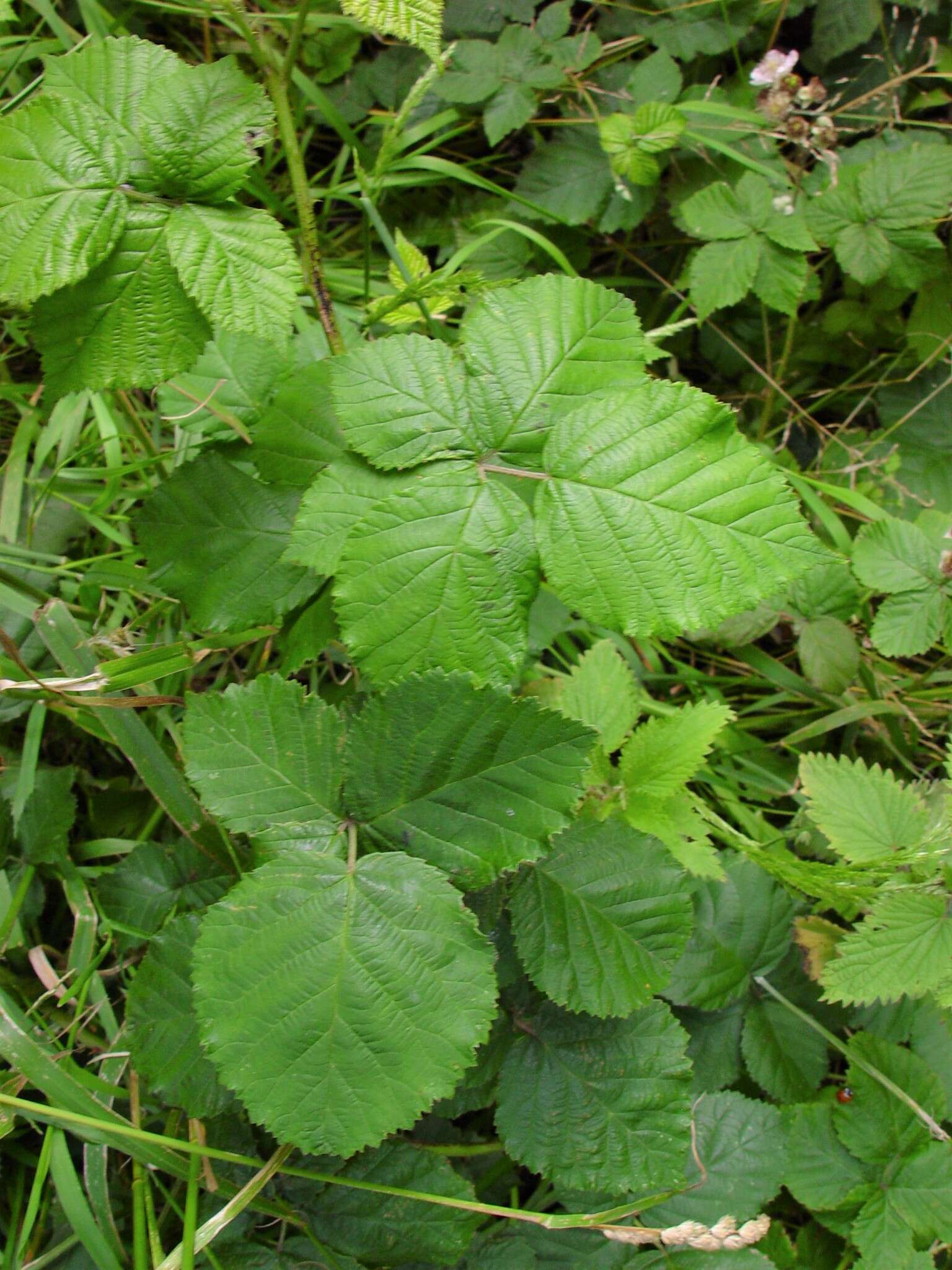 Image of Rubus conjungens (Bab.) Warren