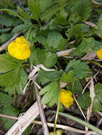 Image of Ranunculus franchetii H. Boissieu