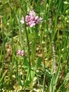 Image of Valeriana congesta (Lindl.) Byng & Christenh.