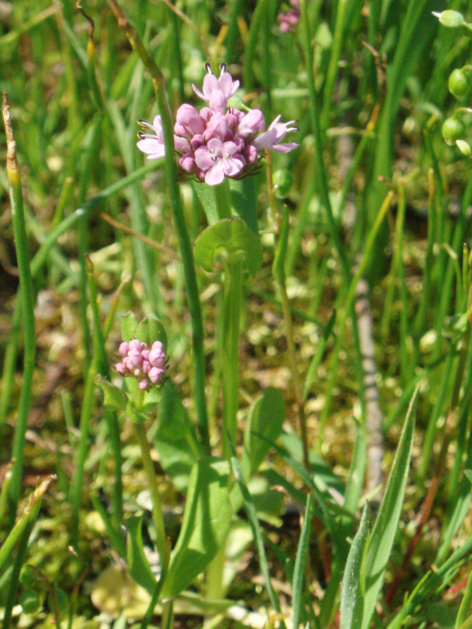 Image of Valeriana congesta (Lindl.) Byng & Christenh.