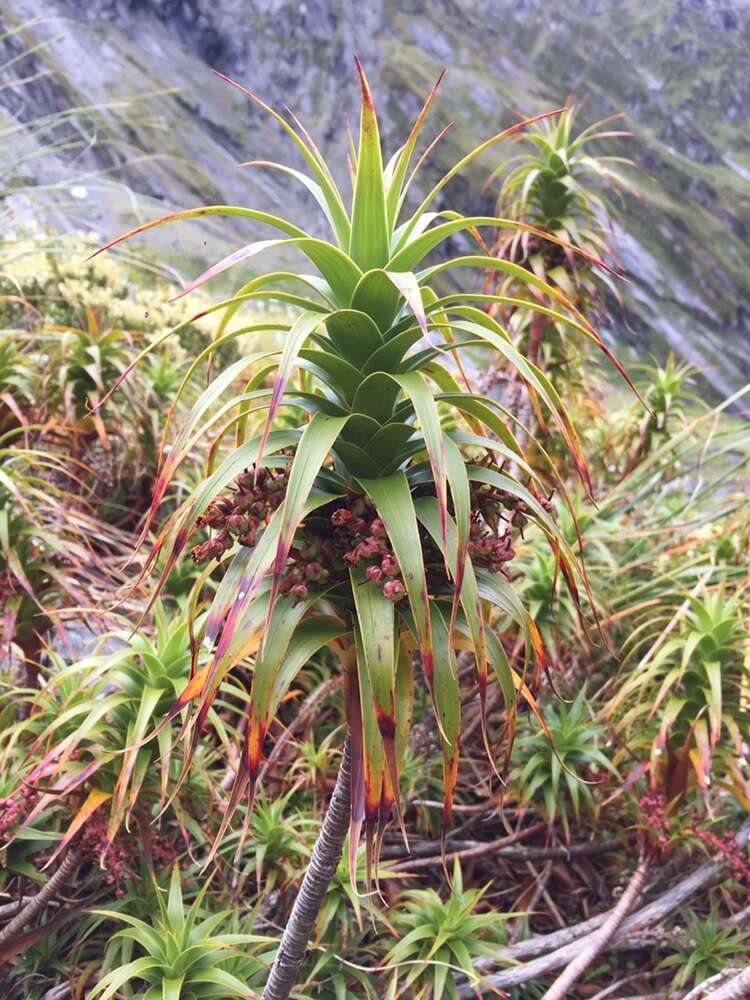 Imagem de Dracophyllum menziesii Hook. fil.