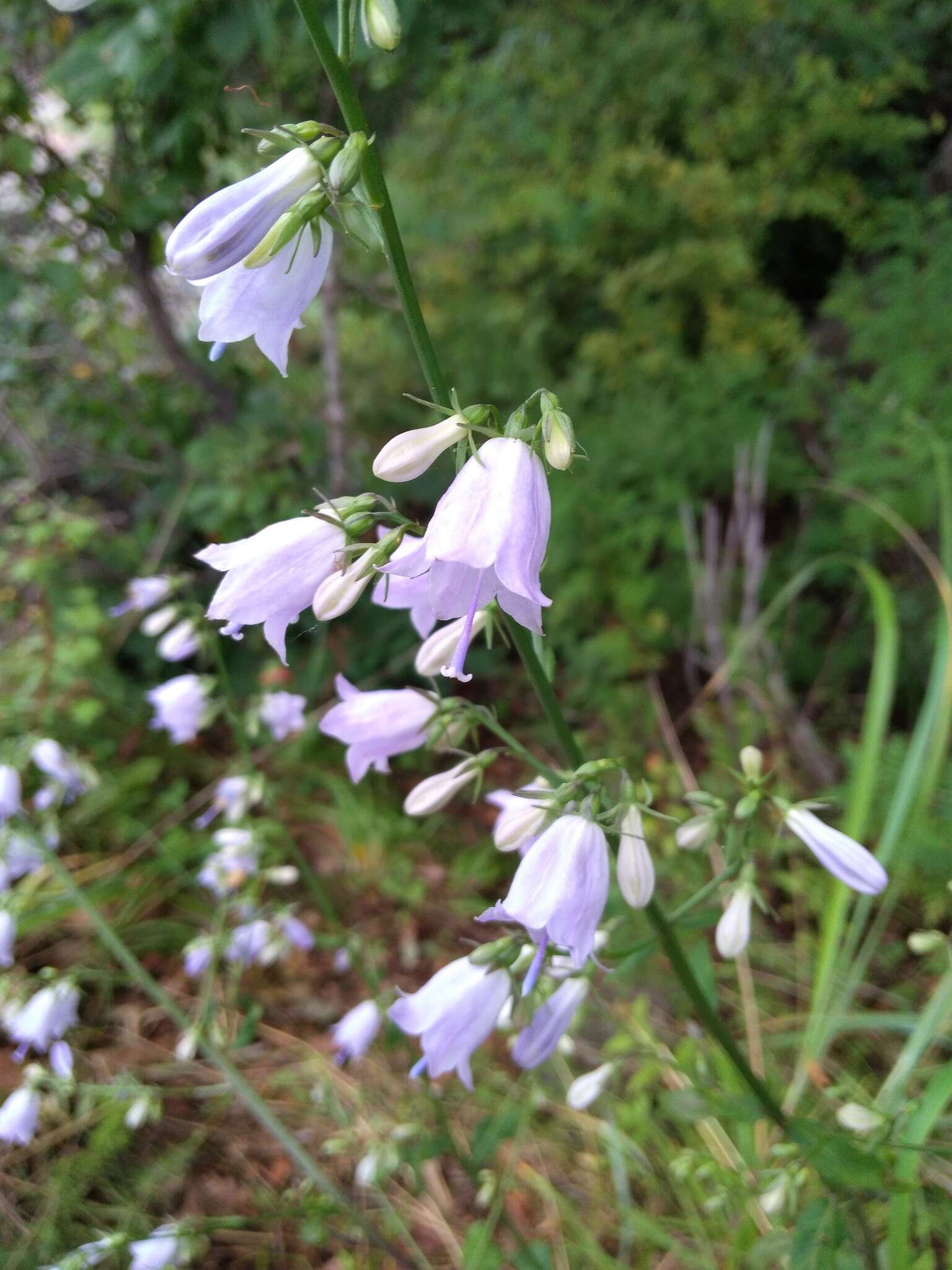 Imagem de Adenophora pereskiifolia (Fisch. ex Schult.) G. Don