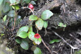 Image of Sphyrospermum dissimile (S. F. Blake) J. L. Luteyn