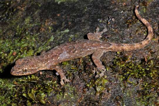 Image of Titiwangsan slender gecko