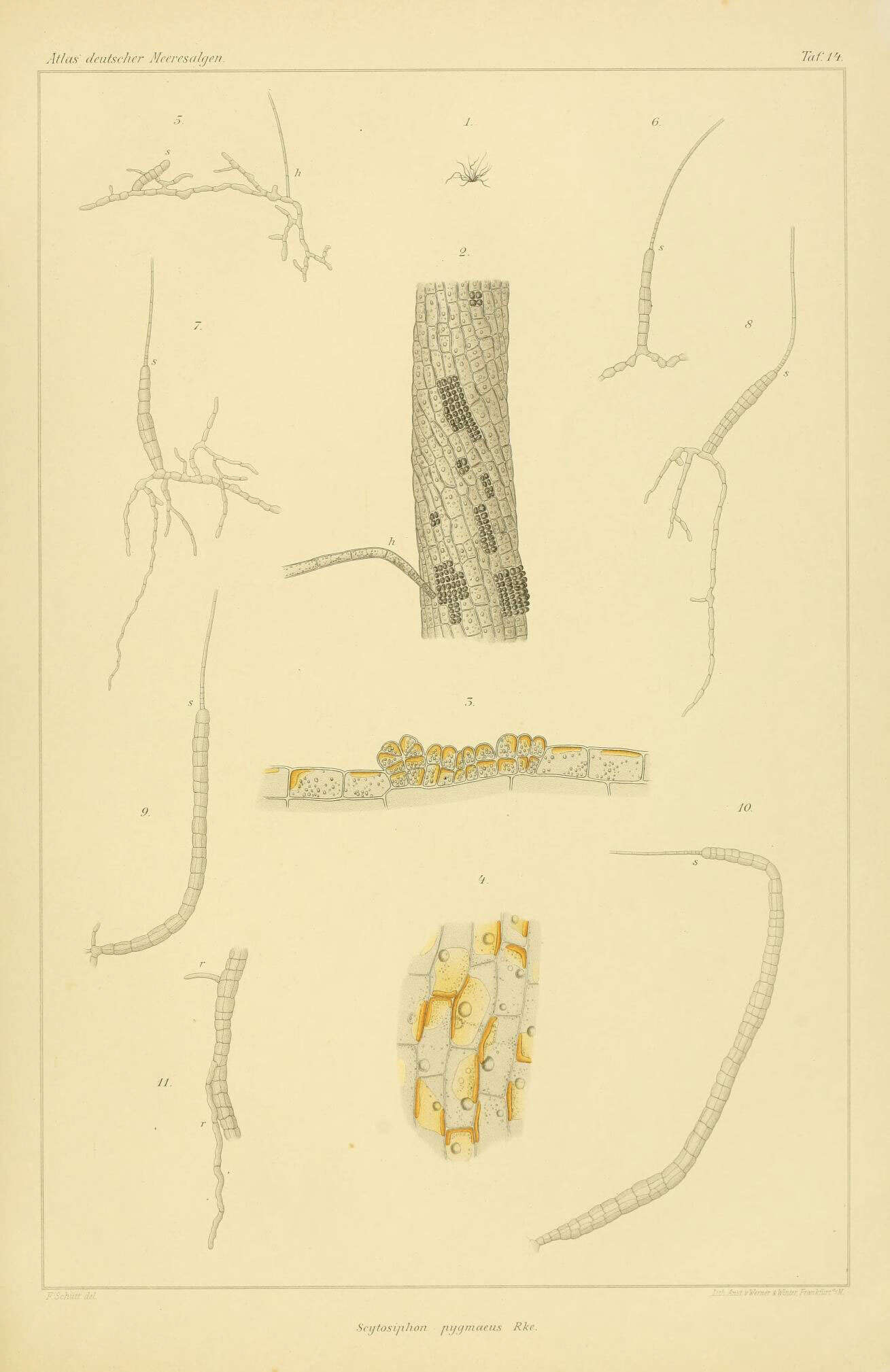 Imagem de Scytosiphon C. Agardh 1820