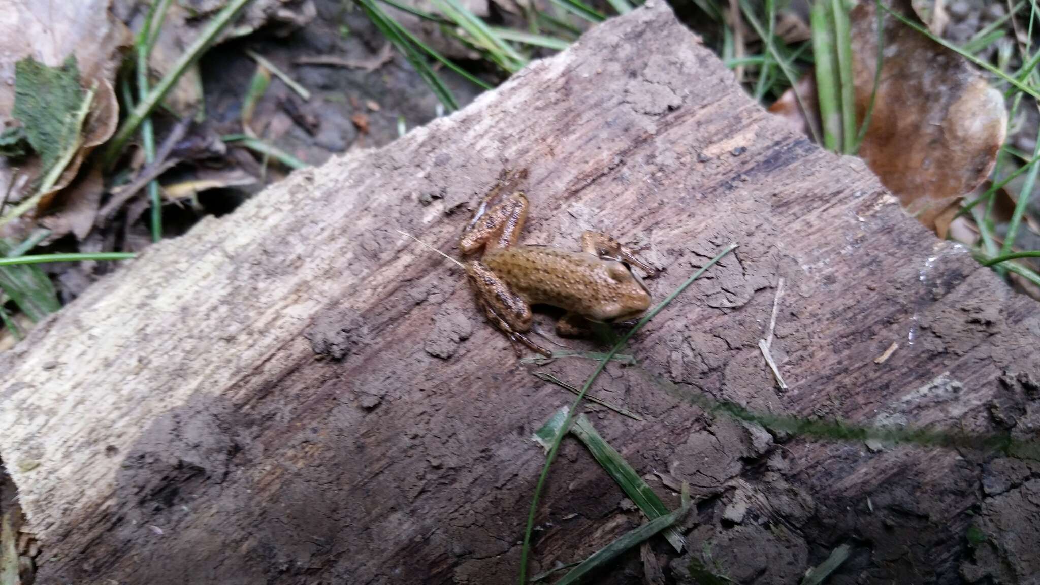 Image of Upland Chorus Frog