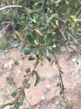 Image of Escallonia illinita Presl