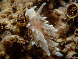 Image of Amphorina linensis (Garcia-Gomez, Cervera & Garcia 1990)