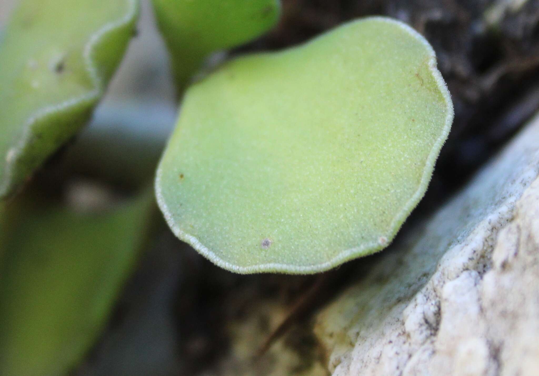 Imagem de Adromischus cristatus var. zeyheri (Harv.) Tölken