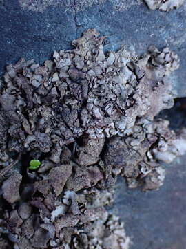 Image of reticulate silverskin lichen