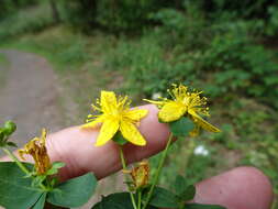 Image of spotted St. Johnswort