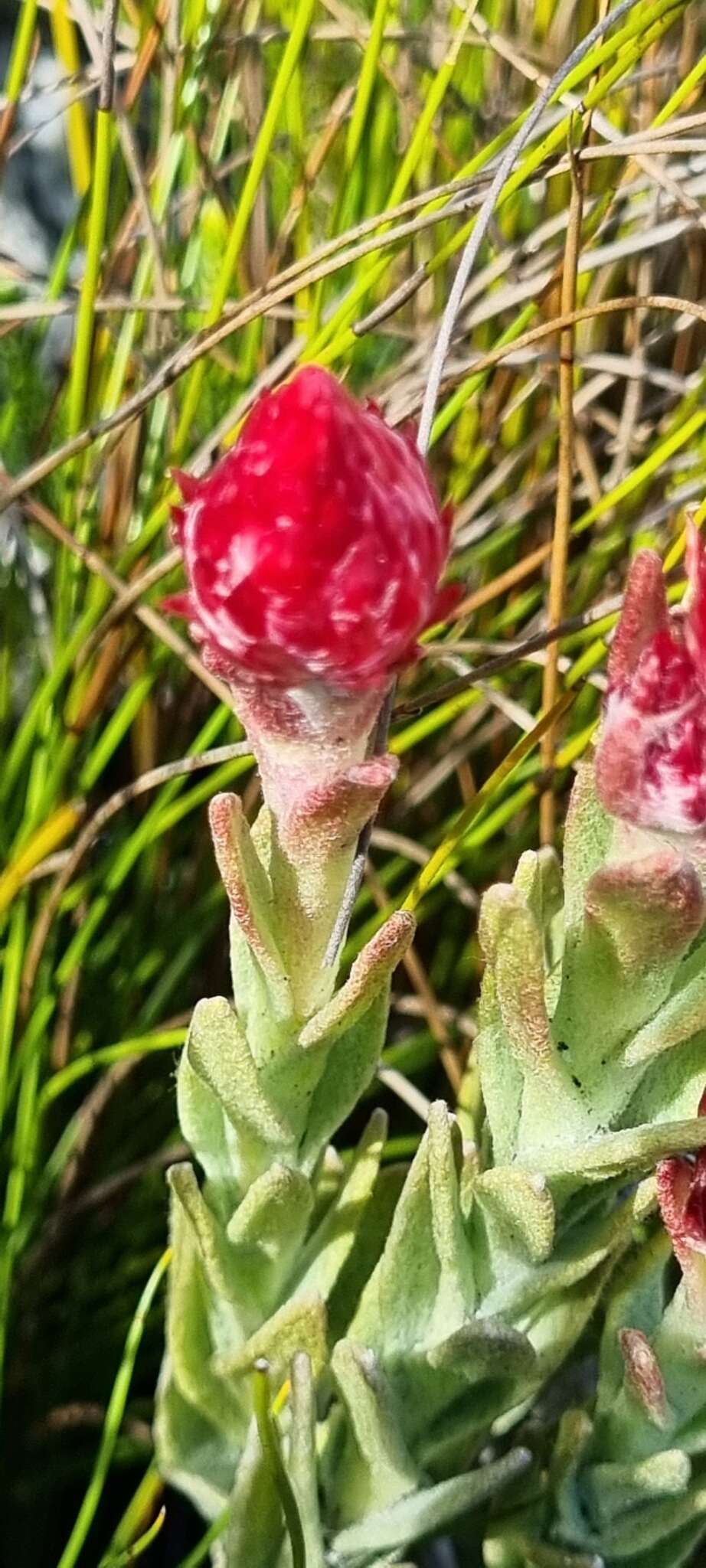 Image of Syncarpha zeyheri (Sond.) B. Nord.