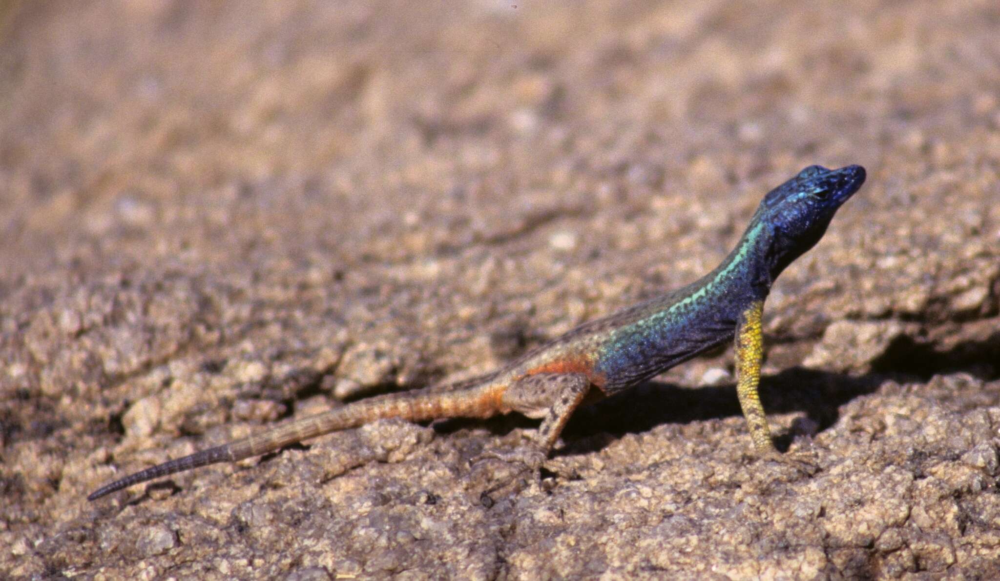 Image of Broadley’s flat lizard