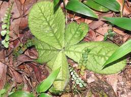 Image of Ardisia primulifolia Gardner & Champ.