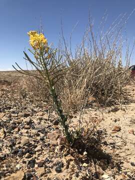 Imagem de Thelypodiopsis aurea (Eastw.) Rydb.