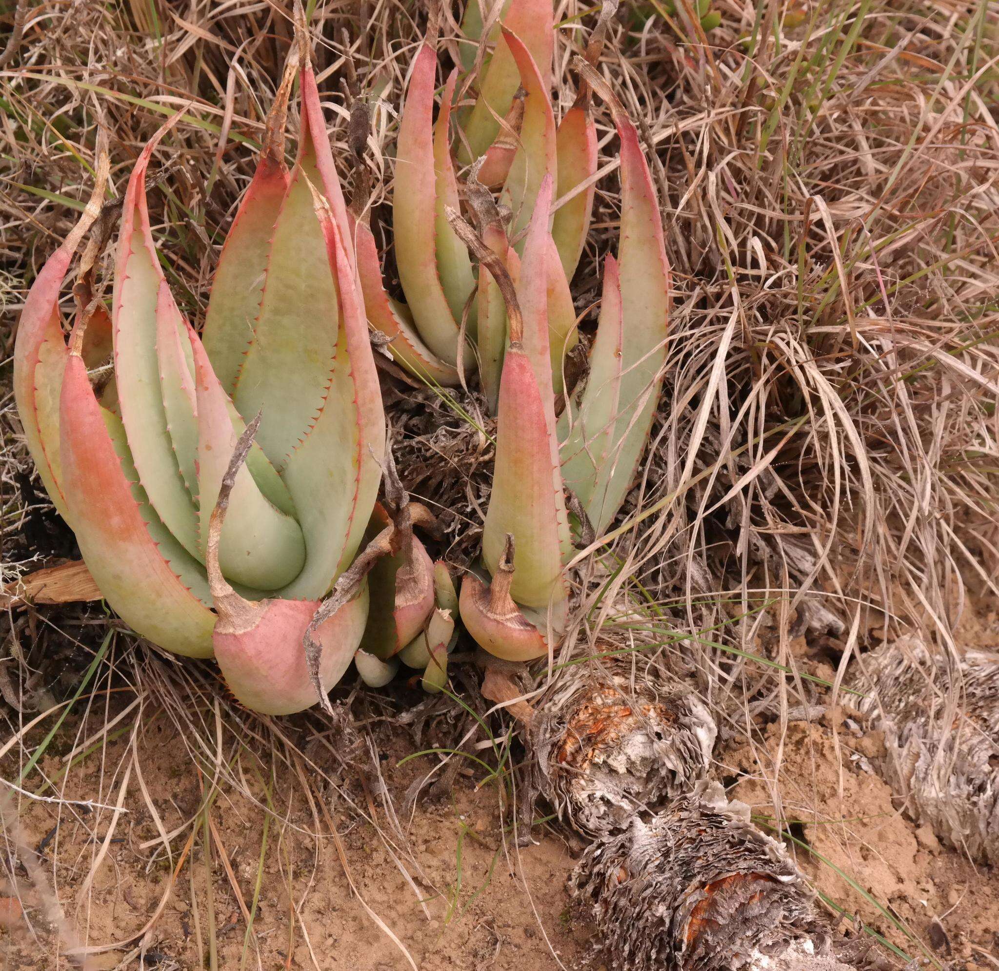 Plancia ëd Aloe glauca Mill.