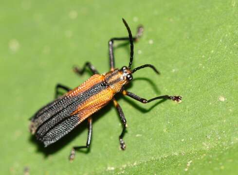 Image of Sceloenopla bidentata Staines 2002