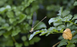 Image of Glistening Demoiselle