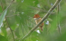 Image of Collared Puffbird