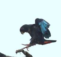 Image of Bronze-winged Parrot