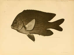 Imagem de Stegastes flavilatus (Gill 1862)