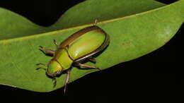 Imagem de Chrysina marginata (Waterhouse 1871)