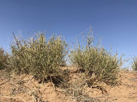 Image of Ephedra przewalskii Stapf