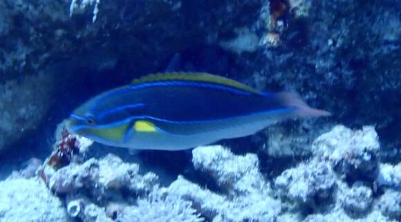 Image of Blue-lined wrasse