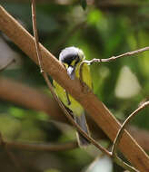 Image of Gray-headed Tody-Flycatcher