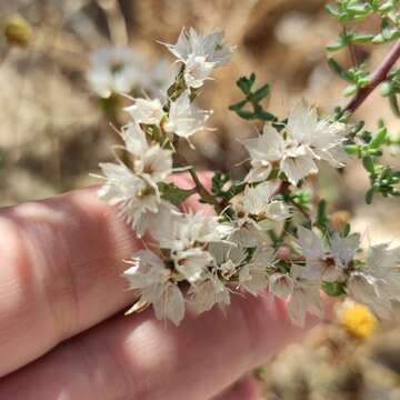 Imagem de Limonium thouinii (Viv.) O. Kuntze