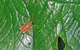 Image of Witotacris annulicrus Amédégnato & Poulain 1987