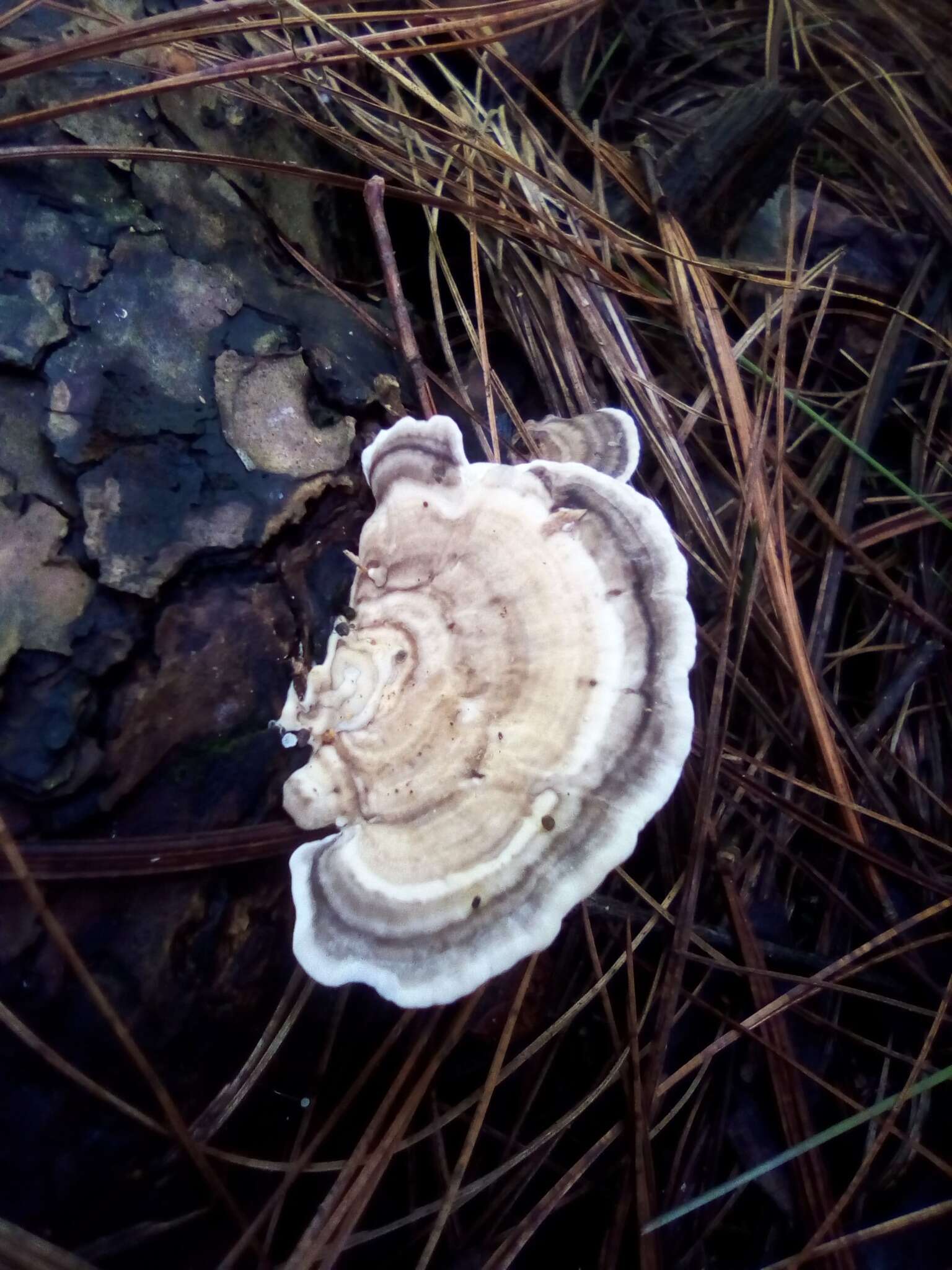 Sivun Trametes cubensis (Mont.) Sacc. 1891 kuva