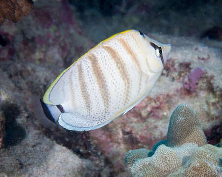 Image of Multiband Butterflyfish