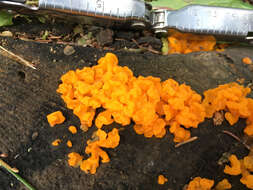 Image of Orange jelly spot