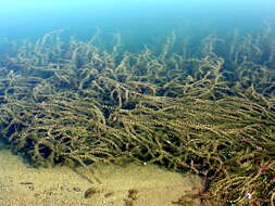 Image of American Pondweed