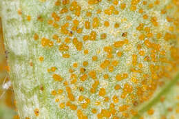 Imagem de Puccinia punctiformis (F. Strauss) Röhl. 1813