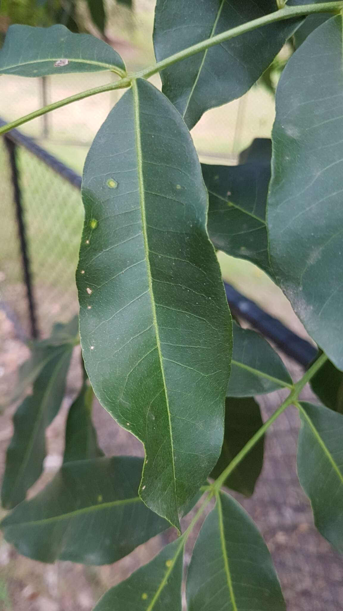 Image de Castanospermum