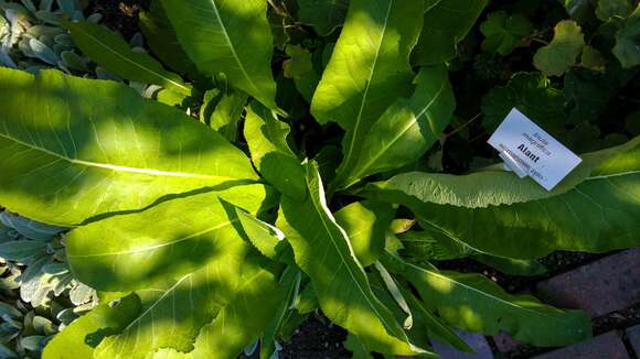 Image of Inula magnifica Lipsky