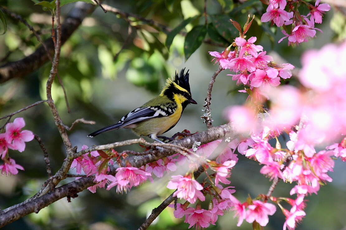 Image of Black-lored Tit