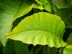 Image of Elecampane